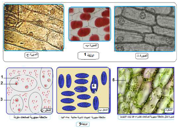 الملخص دراسة الأنسجة النباتية