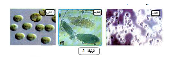 الملخص دراسة كائنات وحيدة الخلية