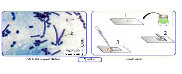 الملخص دراسة الخلية البكتيرية : بكتيريا اللبن