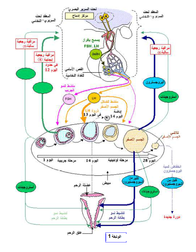 الملخص تواقيت الإفرازات العرمونية الأنثوية