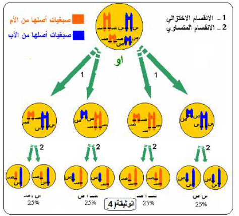 الملخص دور الانقسام المنصف في التنوع الوراثي عند أفراد النوع الواحد