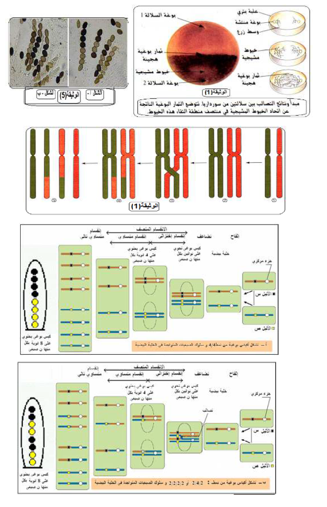 الملخص دراسة الاختلاط داخل الصيغي