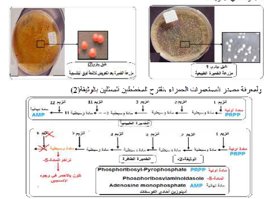 الملخص العلاقة بين الطفرة و تنوع الحيط