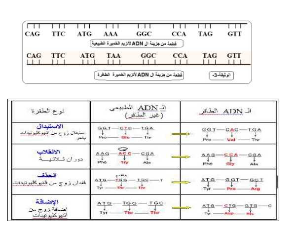 الملخص مصدر الطفرة