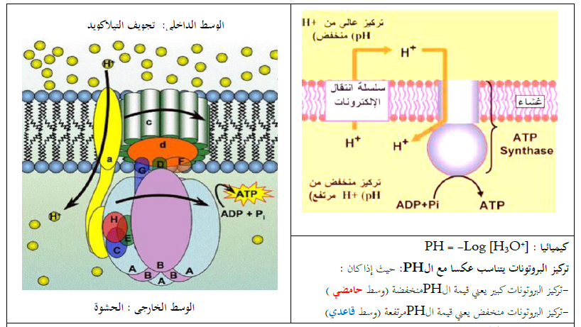 الملخص مصير البروتونات المتراكمة