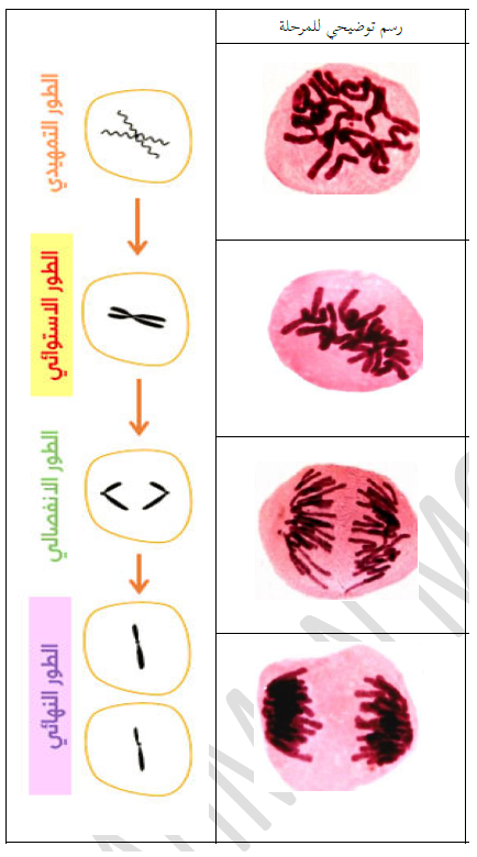 الملخص الإنقسام النووي