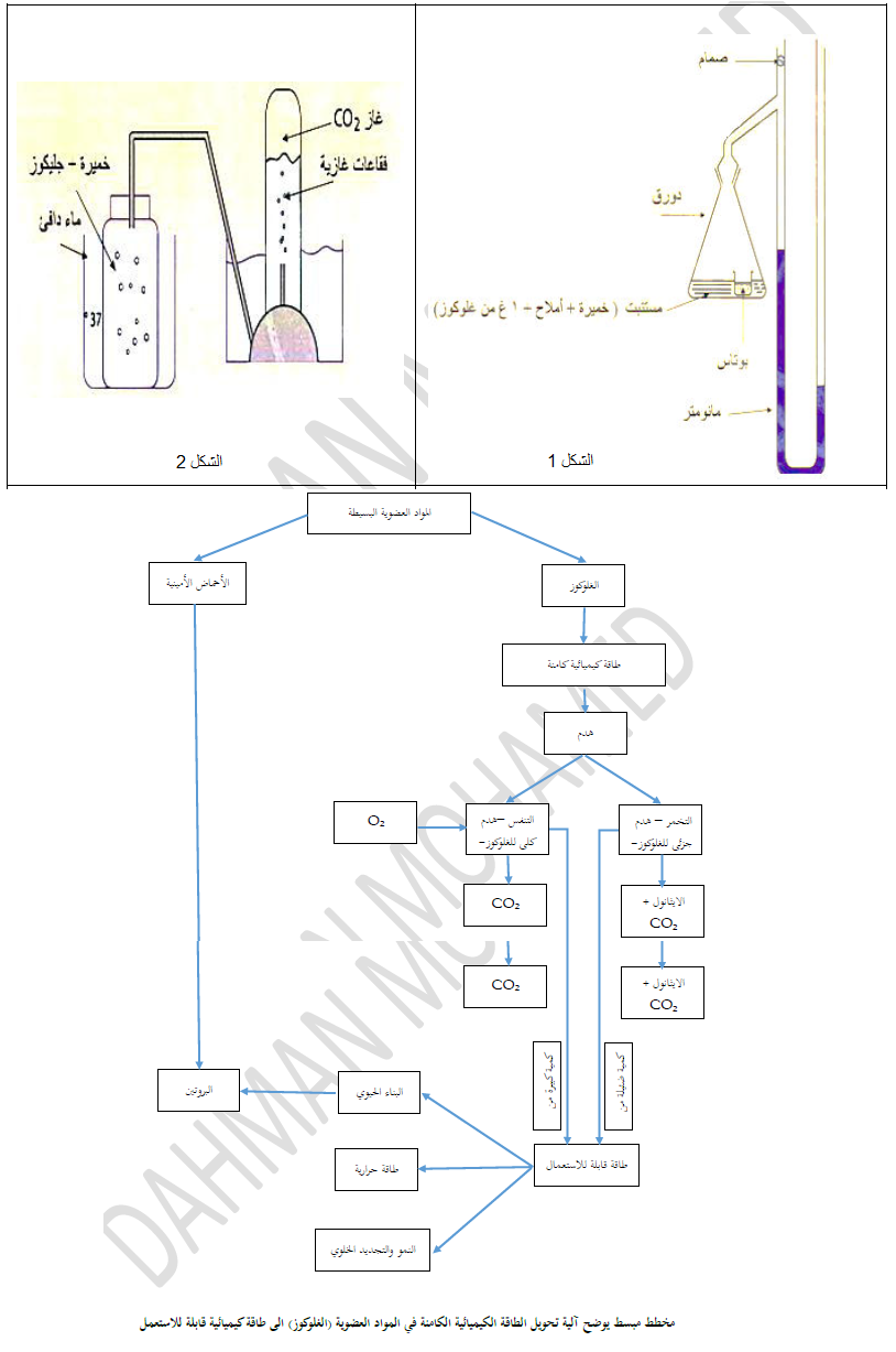 الملخص نمو خلايا خميرة الخبز في الوسطين وائي ولا وائي