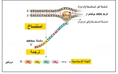 الملخص الحصيلة