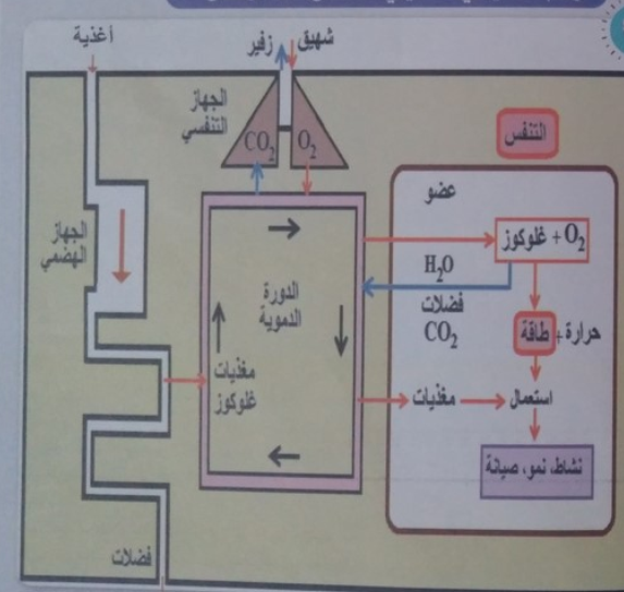 الملخص رسم تخطيطي تحصيلي :التنفس عند الإنسان