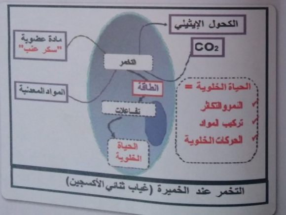 الدرس رسم تحصيلي للتحصل على الطاقة عند النبات الأخضر