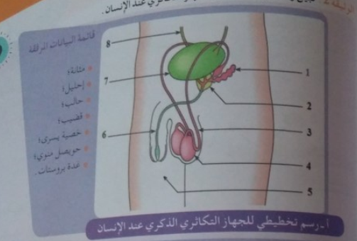 الدرس رسم تخطيطي للجهاز التكاثري عند الإنسان :