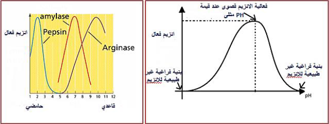 الملخص pHتأثير ال