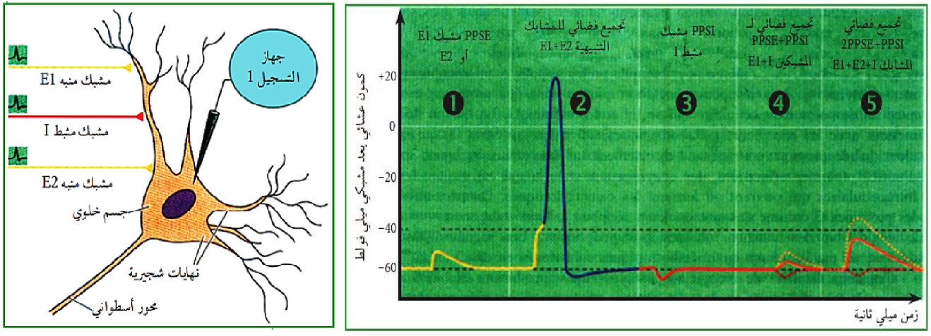 الملخص آلية إدماج المعلومة العصبية على مستوى العصبون بعد مشبكي