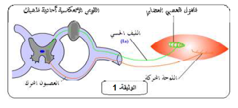 الملخص اظهار الدور المودوج للعضلة الباسطة