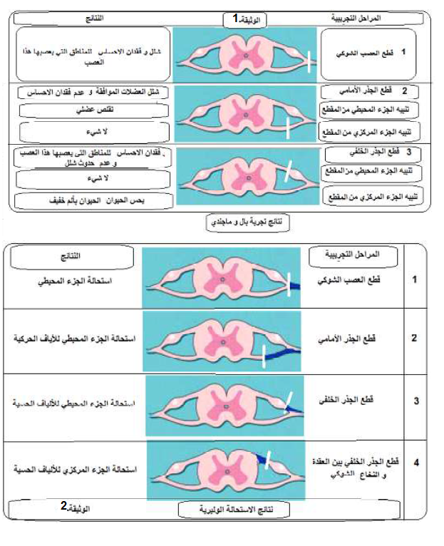 الملخص إظهار المركز النعكاسي لمنعكس الحفاظ على وضعية الجسم