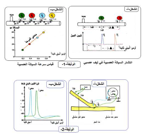 الملخص إظهار وجود نقل مشبكي