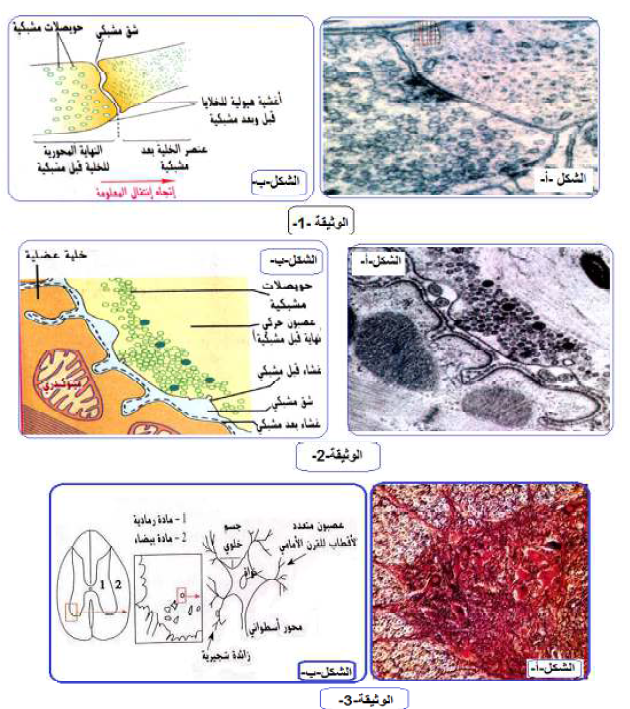 الملخص بنية المشبك