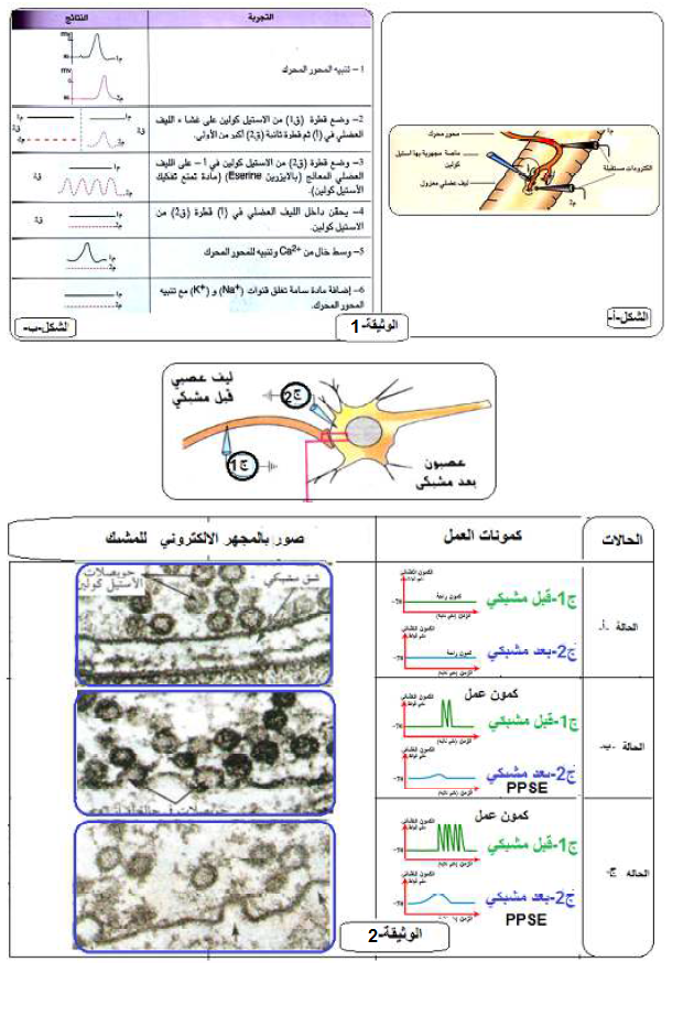 الملخص انتقال الرسالة العصبية على مستوى المشبك