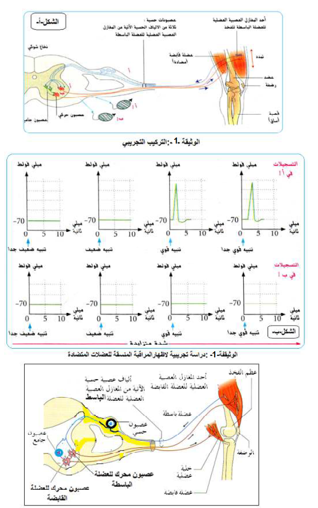 الملخص العمل المنسق للعضلات المتضادة