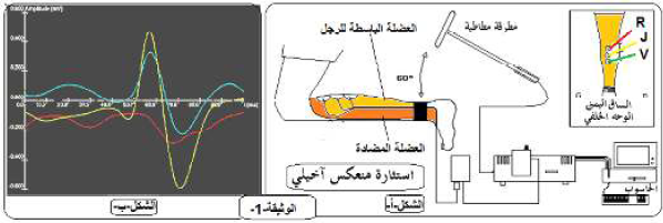 الملخص تأثير الملااكز العصبية العليا على العصبونات الحركية