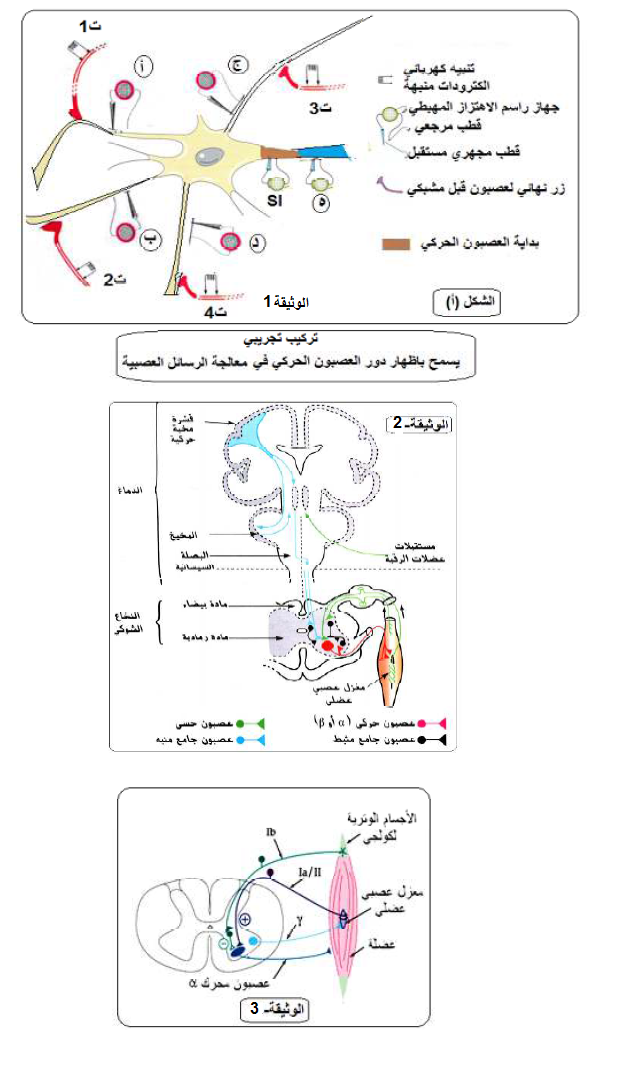 الملخص ظهار الخصائص الدماجية للعصبونات