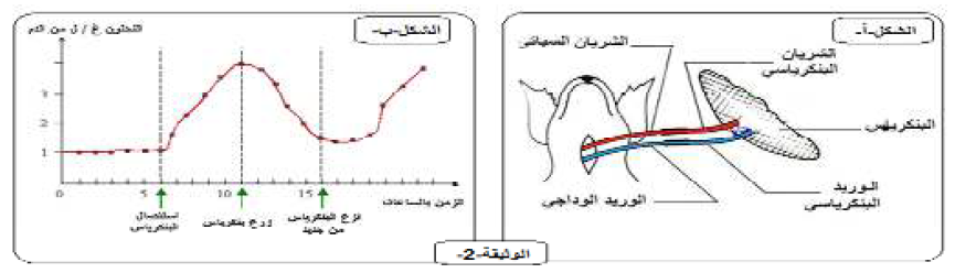 الملخص علاقة البنكرياس بالتحلون