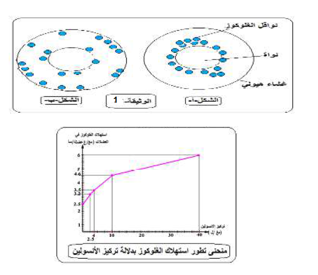 الملخص تأثير الأنسولين على الخلايا المستهدفة