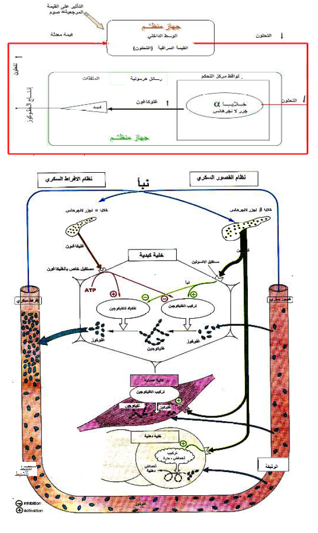 الملخص حلقة التنظيم للتحلون