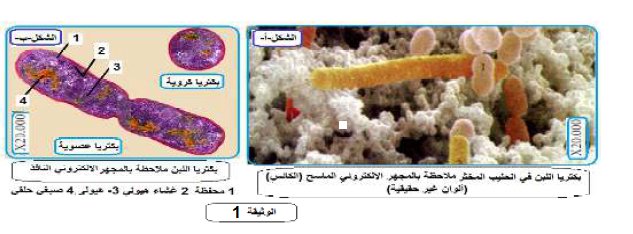 الملخص ملاحظة خلية بكتيريا بالمجهر الالكتروني