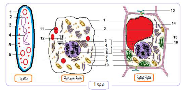 الملخص انجاز مخططات حصيلة