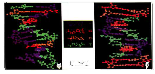 الملخص تماثل بنية جزيئة الـ ADN