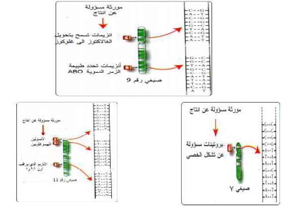 الملخص دراسة التتابع النوكليوتيدي في مورثات مختلفة