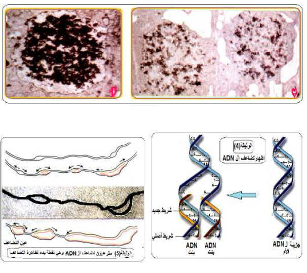 الملخص آلية تضاعف ال ADN