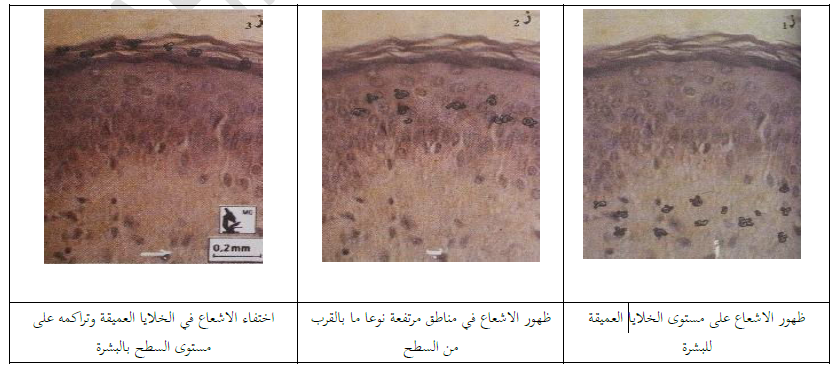 الملخص التجديد الخلوي