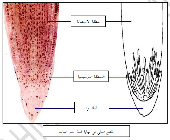 الملخص أليات النمو