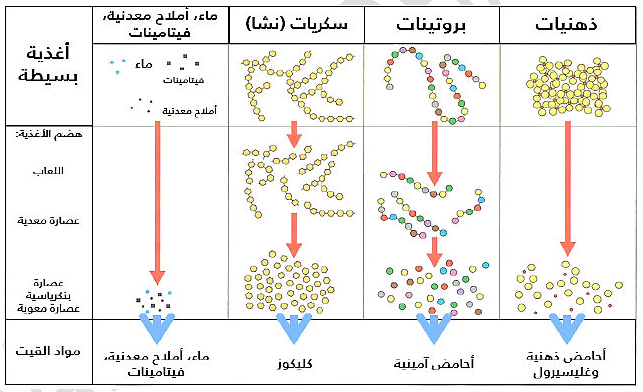 الملخص مصير المواد الغذائية في الجهاز الهضمي