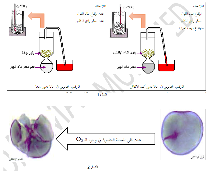 الملخص المظاهر الخارجية للتنفس