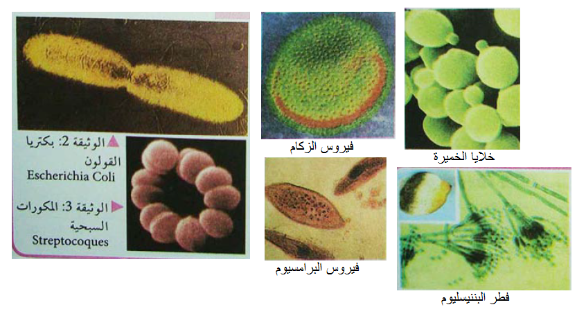 الملخص عالم المكروبات