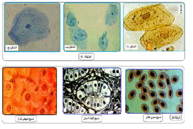 الملخص دراسة الأنسجة الحيوانية