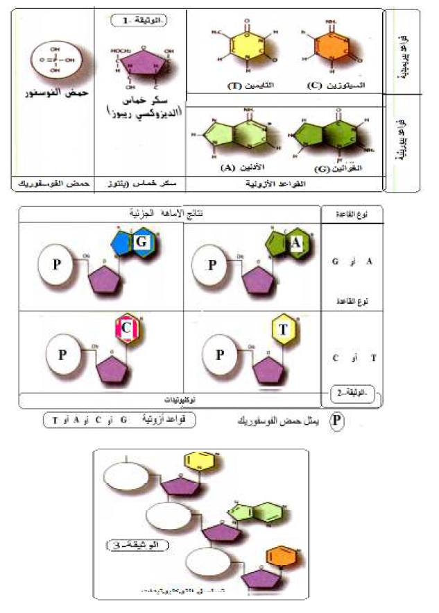 الملخص التركيب الكيميائي لل ADN