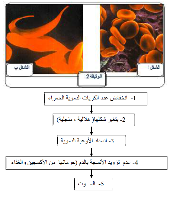 الملخص النمط الظاهري