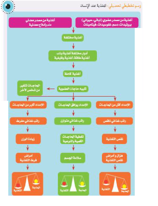 الملخص التغذية عند الانسان