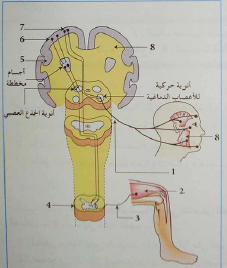 الدرس الطرق العصبية للحركة الارادية