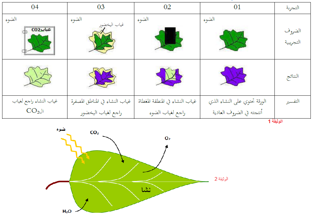 الملخص النظام الضوئي و آلية عمله