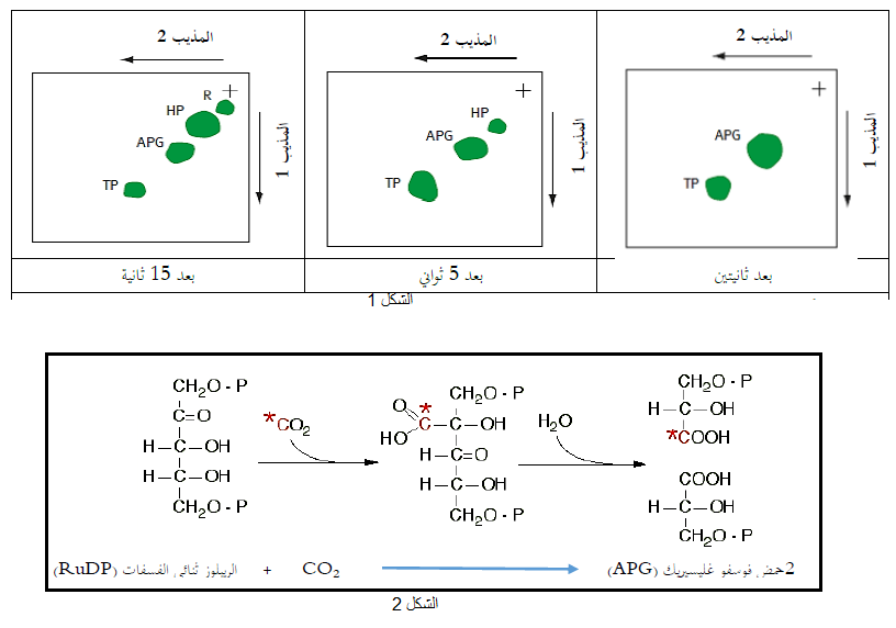 الملخص تثبيت غاز ال CO2