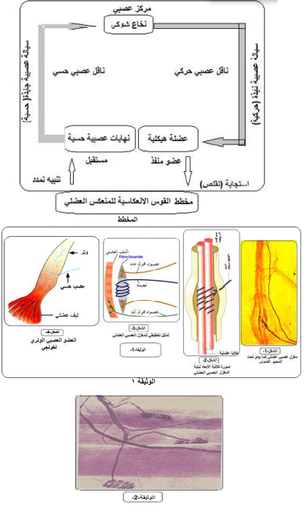 الملخص التنظيم الوظيفي للمنعكس العضلي