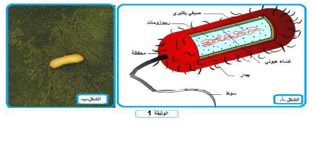 الملخص جزيئات ADN عند البكتيريا