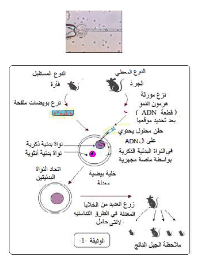 الملخص الاستيلاد (التحويل الوراثي ) La transgenèse