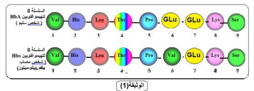 الملخص مقارنة تتابع الاحماض الآمنية في كل من الهيموغوبين A و الهيموغلوبين S
