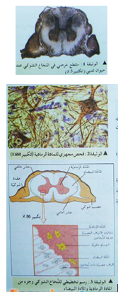 الدرس الدراسة التشريحية للنخاع الشوكي